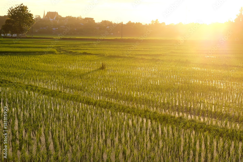 Rice fields in the evening