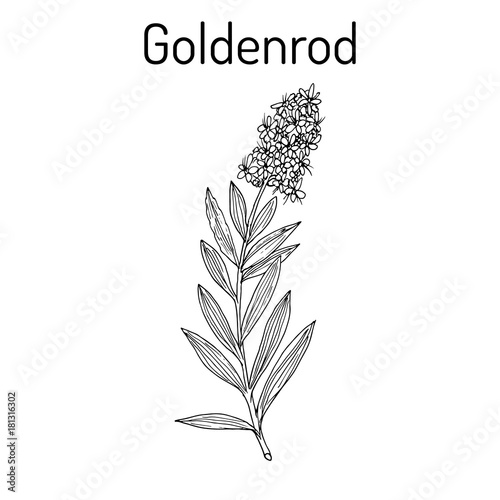 Goldenrod Solidago virgaurea , or Woundwort, medicinal plant photo