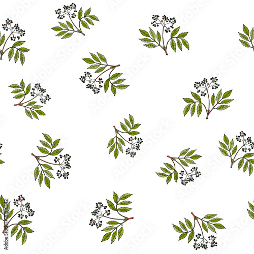 Seamless pattern with hand drawn elder branches