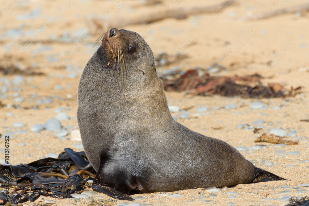 Fototapeta premium Fur seal at bushy beach near Oamaru, New Zealand