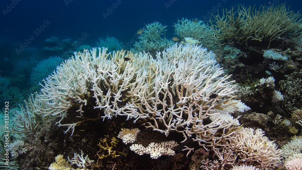 Naklejka premium Korallenbleiche 2016