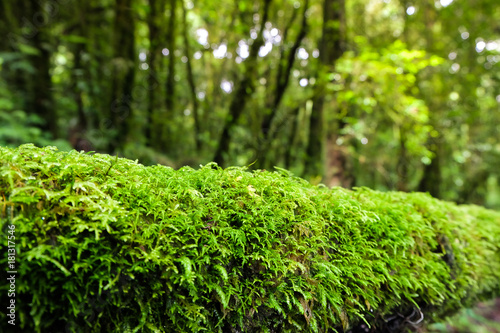 Moss on trees in rainforest