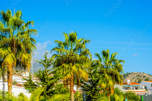 beautiful spreading palm tree on the beach, exotic plants symbol of holidays, hot day, big leaves photo