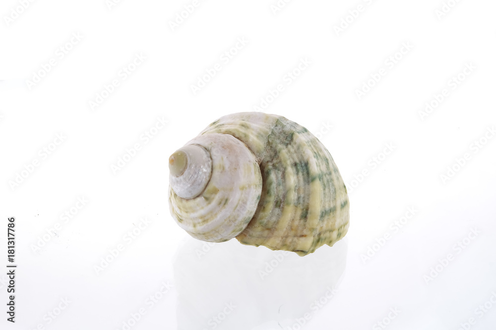 Shells on a white background. Shells on a white background.