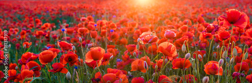 red poppies in the light of the setting sun,high resolution panorama