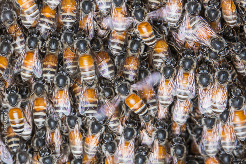 honeybees swarming on the queen.