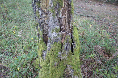 Old rotten oak in the park. Huge dead hollow old tree trunk in the forest