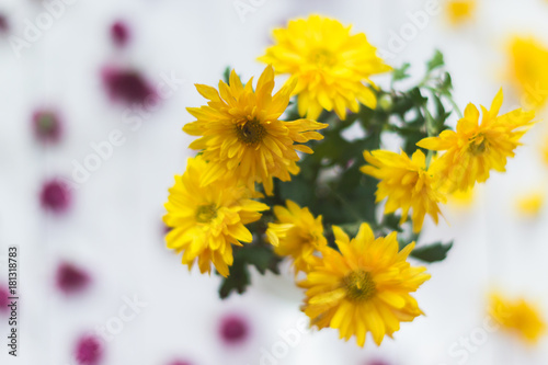 Yellow flowers on a white wooden background.