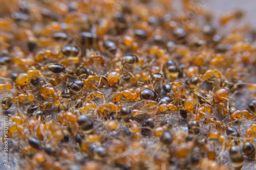 Red ants on the ground.