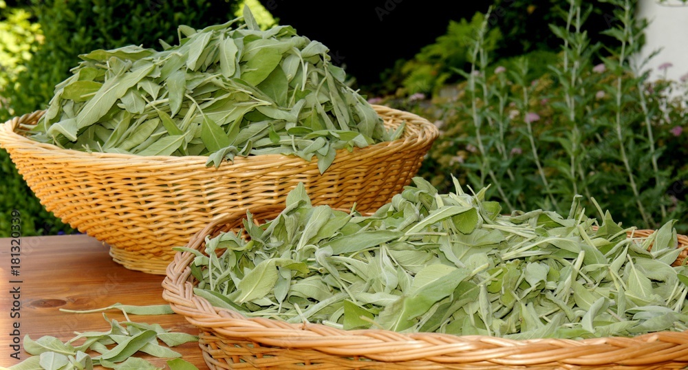 Salbei, Salvia officinalis, Kräuter, Heilpflanze Salbei, Salvia officinalis, Kräuter, Heilpflanze