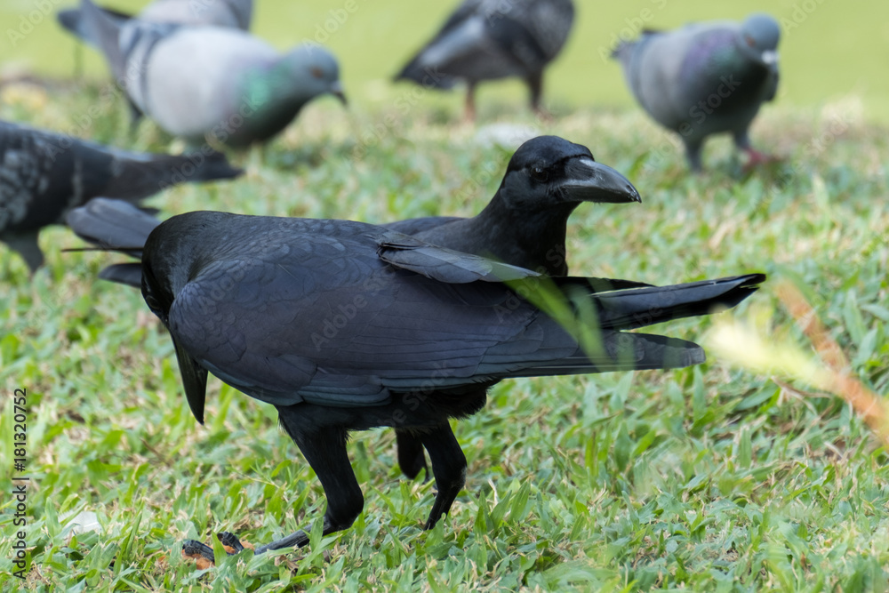 Fototapeta premium giant crow, raven