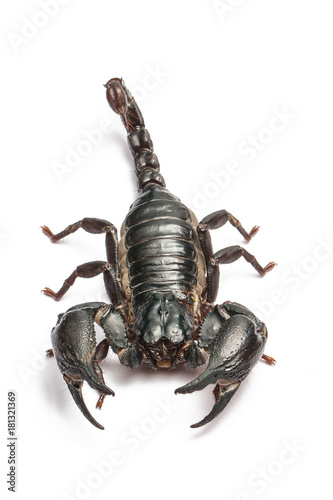 Scorpion isolated on white background.