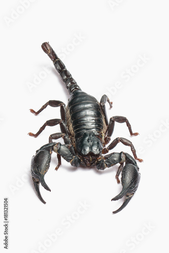 Scorpion isolated on white background. © pichit1422