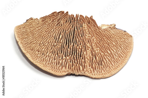 Daedalea quercina fungus photo