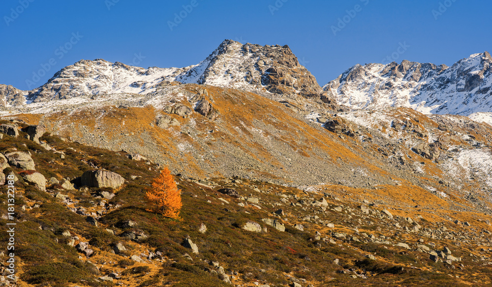Landscape of the Swiss Alps and forest of national parc in Switzerland. Alps of Switzerland on autumn. Fluela pass road. . Swiss canton of Graubunden.  Val Müstair Region