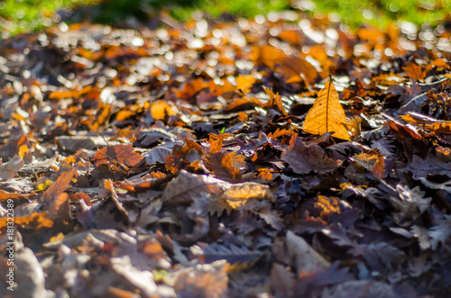 Various fallen leaves in a park