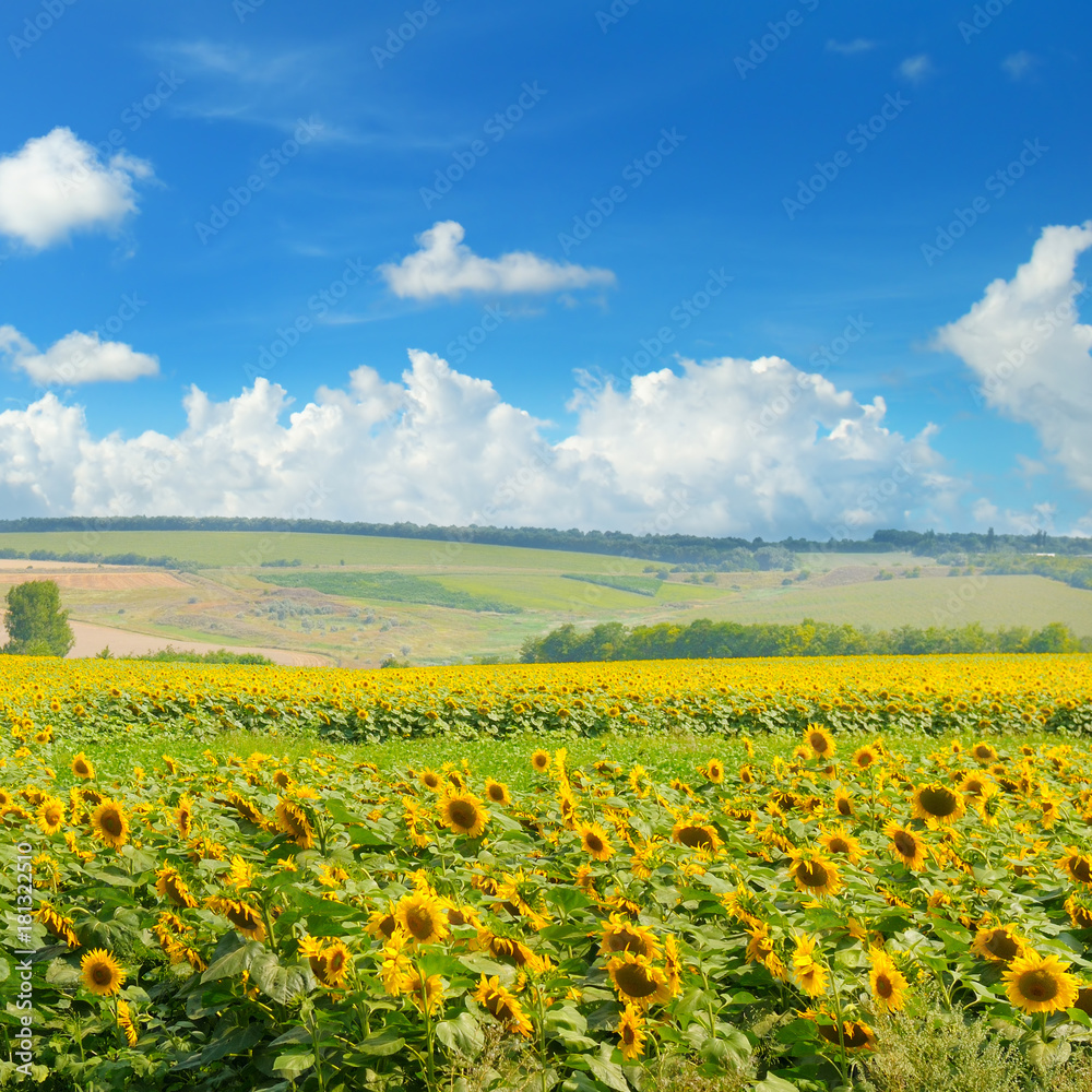 Sunflower field and cloudy blue sky