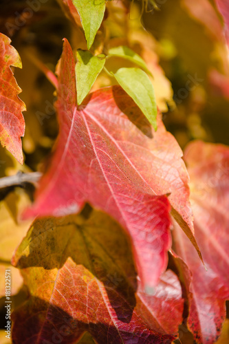 Golden autumn red and orange leafs on the tree nacro photo