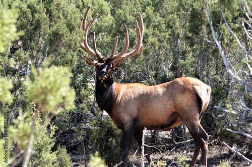 BULL ELK IN VELVET