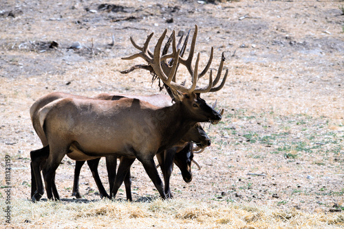 BULL ELK IN VELVET