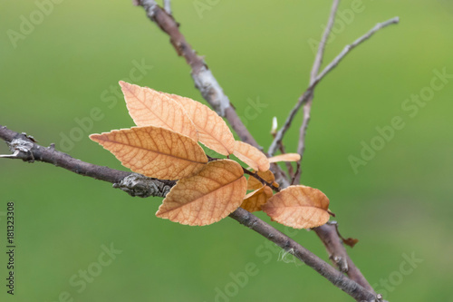 Beautiful Leaves dried branch green background