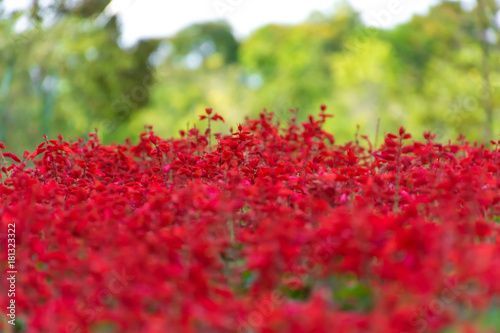 Red flowers field in the garden background