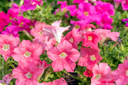 Petunias flowers in different colors for natural background