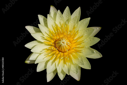 The beautiful blossoming lotus flower closeup in summer.