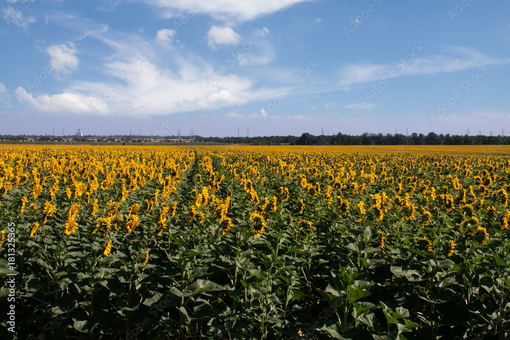 field of sunflowers against the blue sky