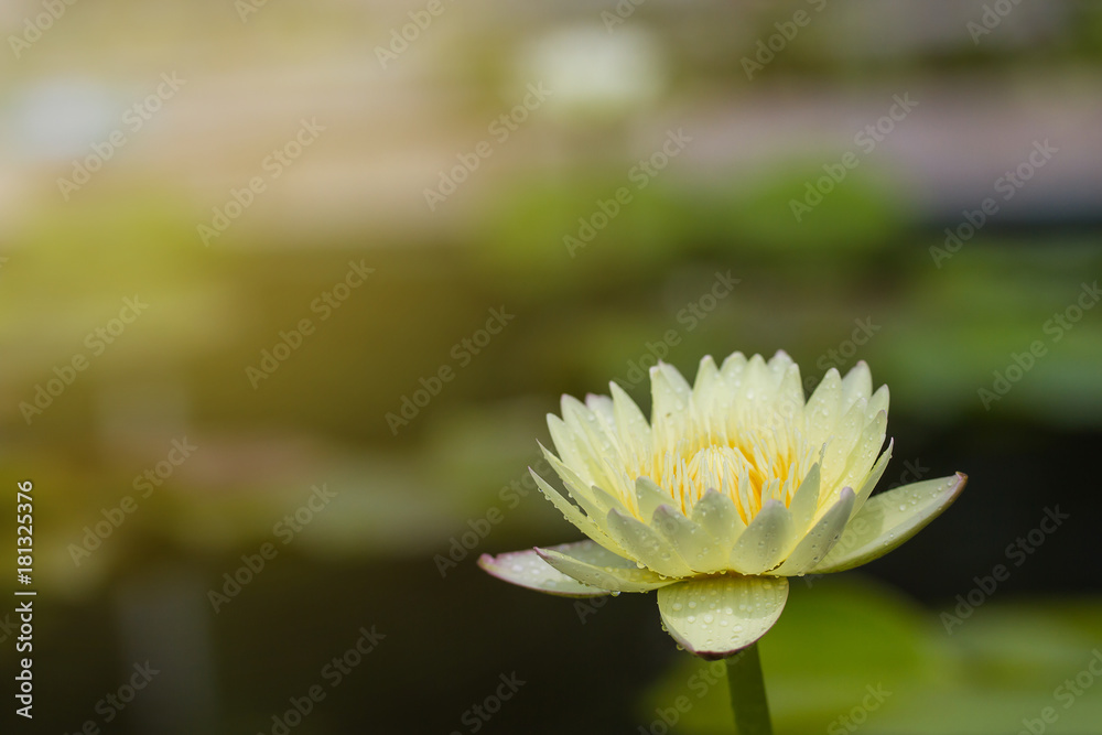 The beautiful blossoming lotus flower closeup in summer. The beautiful blossoming lotus flower closeup in summer.