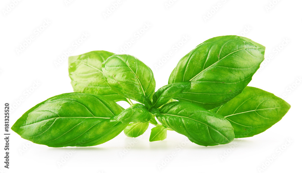 Fresh basil leaves isolated on white background. Fresh basil leaves isolated on white background.