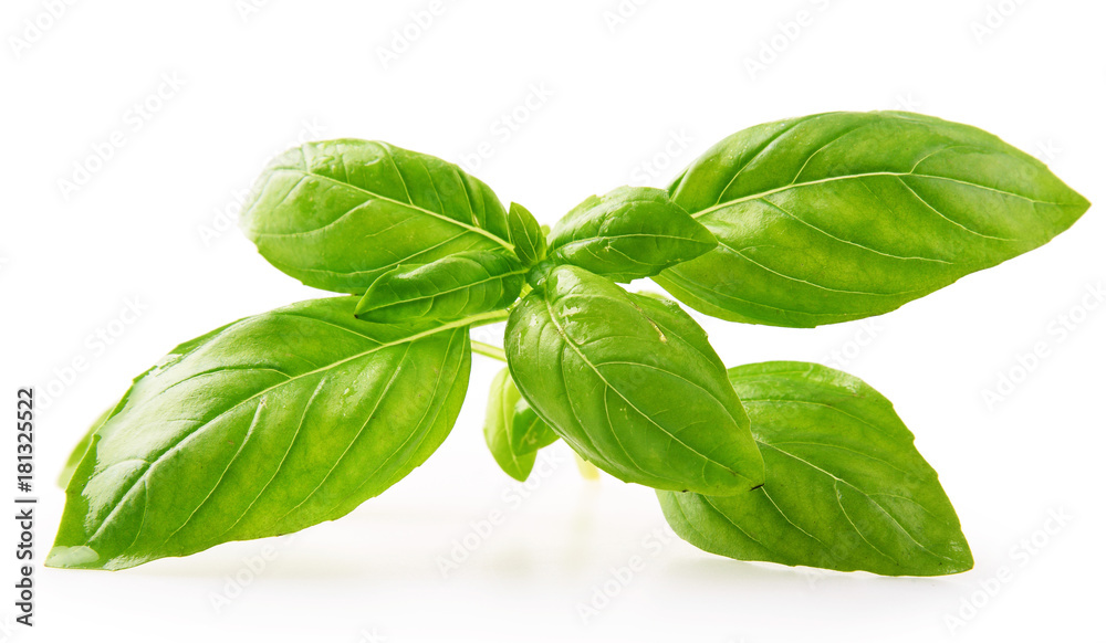 Fresh basil leaves isolated on white background. Fresh basil leaves isolated on white background.