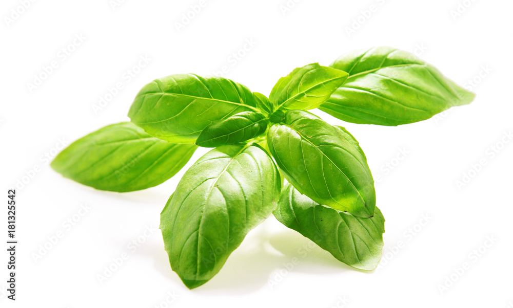 Fresh basil leaves isolated on white background. Fresh basil leaves isolated on white background.