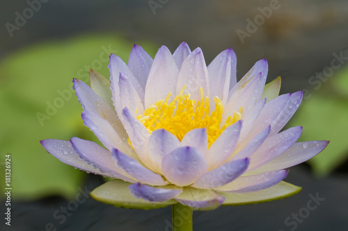 The beautiful blossoming lotus flower closeup in summer