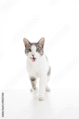 Domestic cat on isolated white background. Cat walking and licking mouth for wanting food. Cute.