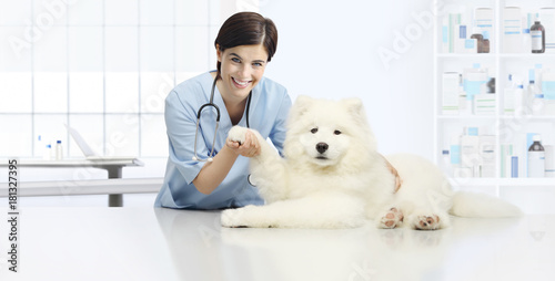 Fototapeta Naklejka Na Ścianę i Meble -  dog veterinary examination smiling Veterinarian check the dog's paw on table in vet clinic