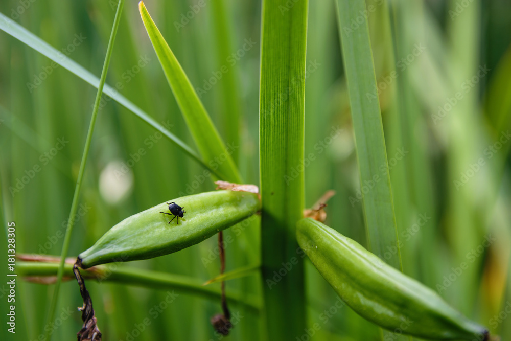 Close-Up Of Small Black Bug On Cattail Near Lake Close-Up Of Small Black Bug On Cattail Near Lake