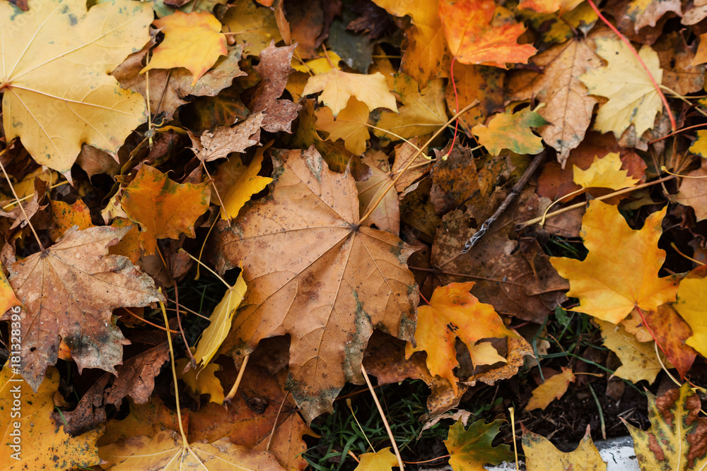 Autumn Leaves On The Ground