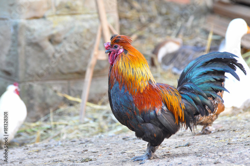 Beautiful multi colored rooster on farm. Colorful cock in backyard   © Ivan