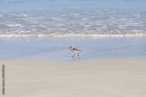 Small Sea Bird on Sandy beach looking for crab food © Jade