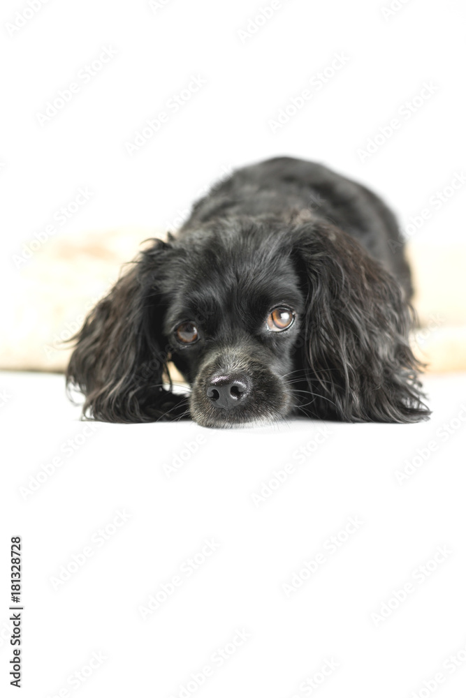 Little black dog in studio with white background Little black dog in studio with white background