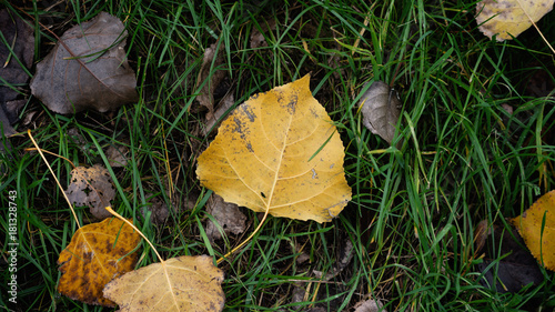 Autumn Leaves By Grass