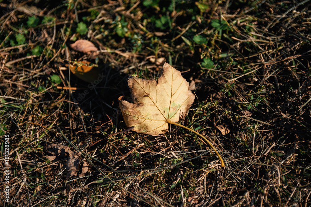 Autumn Leaves By Grass Autumn Leaves By Grass