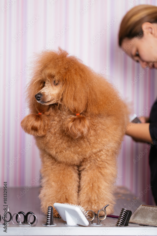 Fototapeta premium Dog grooming process. Miniature red poodle standing on the table while being brushed and styled by a professional groomer.