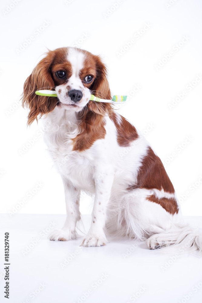 Dog with toothbrush. Beautiful friendly cavalier king charles spaniel dog. Purebred canine trained dog puppy. Blenheim spaniel dog puppy. Cute.