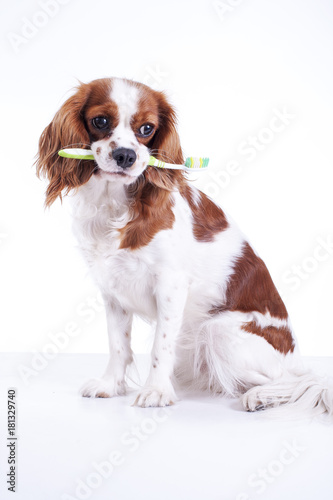 Dog with toothbrush. Beautiful friendly cavalier king charles spaniel dog. Purebred canine trained dog puppy. Blenheim spaniel dog puppy. Cute.
