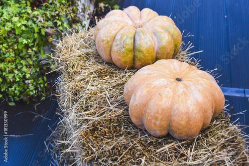a lot of pumpkins and hay decoration autumn products bright background