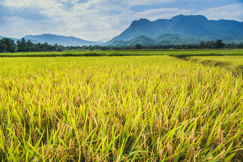 background landscape rice yellow gold. During the harvest season. Asian thailand