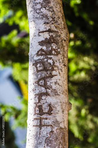 Tree trunk with cut-out word