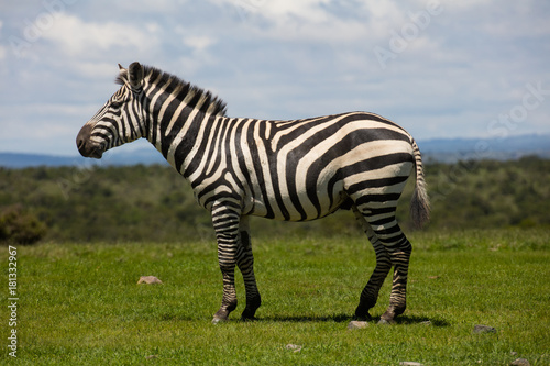 Portrait of a plains zebra stallion